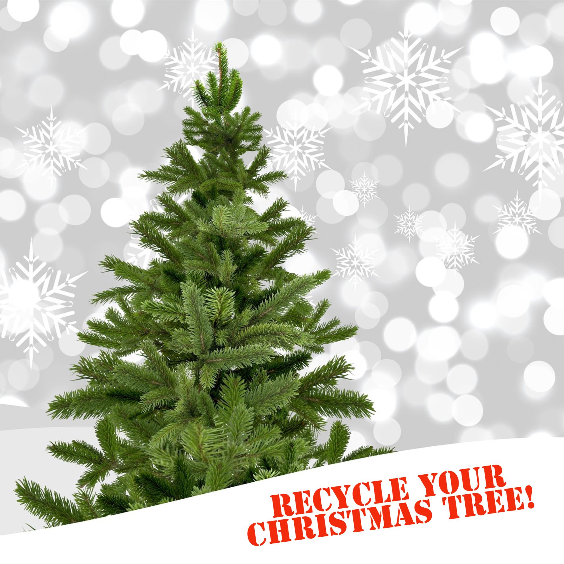 Christmas Tree Disposal Service Rotary 5320 Resources